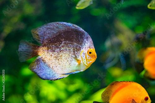 Symphysodon, known as discus, is a genus of cichlids native to the Amazon river basin in South America. photo