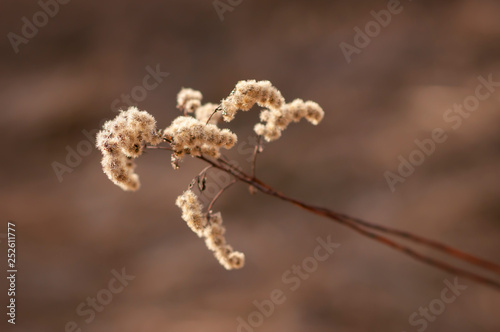 Beautiful Dried Weed Close-up in a Field