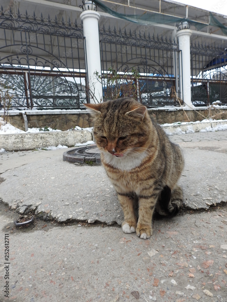 Obraz premium In winter, the cat is heated on a warm heating hatch