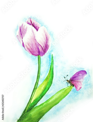 tulip and butterfly isolated on white background