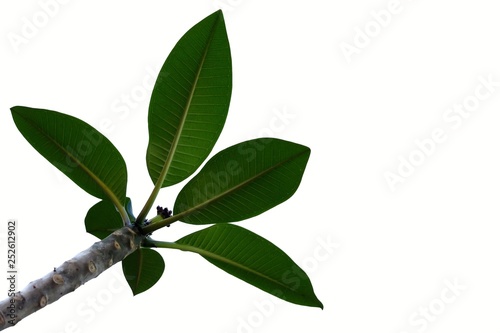 Plumeria leaves on white isolated background for green foliage backdrop 