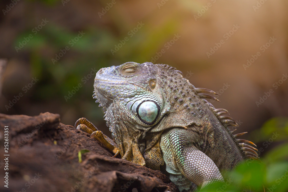 Fototapeta premium Large tree lizards of the Iguan