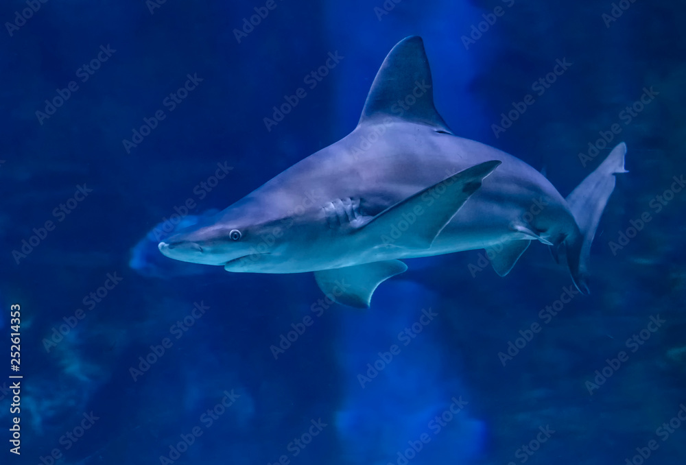 Big bull shark in the clear blue water of Pacific ocean.