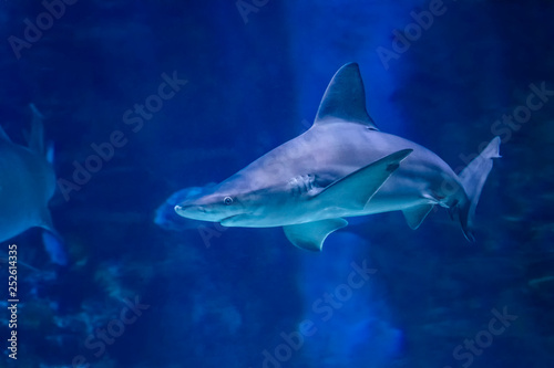 Big bull shark in the clear blue water of Pacific ocean.