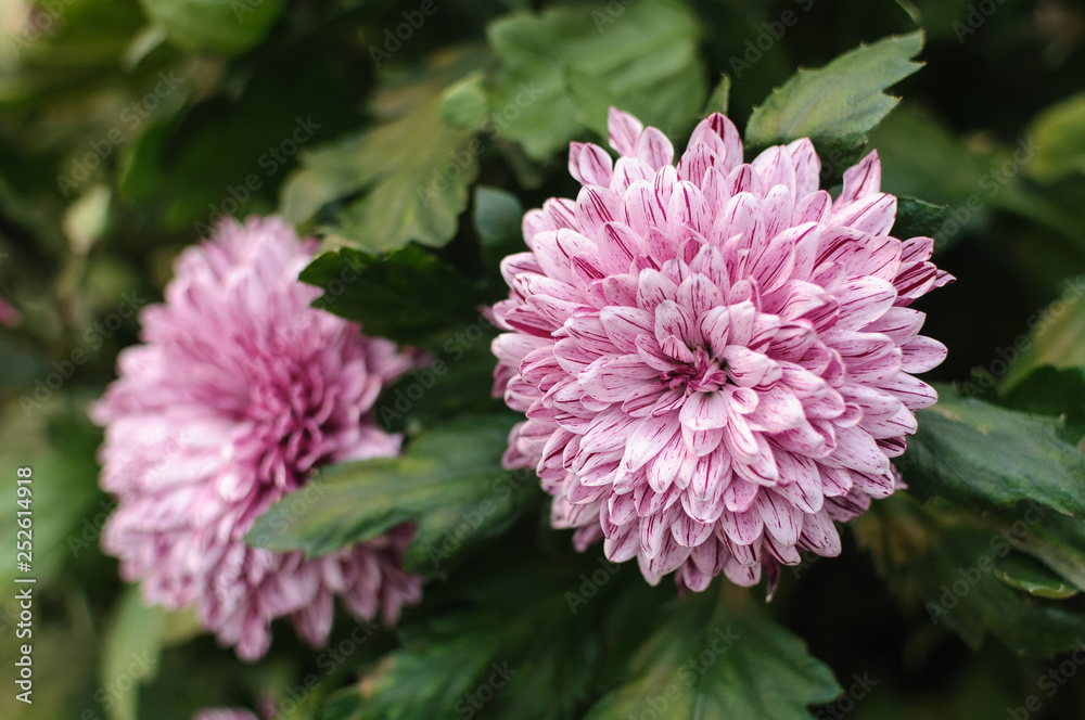 flowers flowers