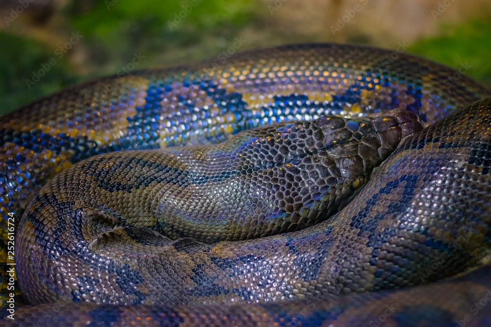 The reticulated python Python reticulatus is a species of python found in South Asia and Southeast Asia. The reticulated python Python reticulatus is a species of python found in South Asia and Southeast Asia.