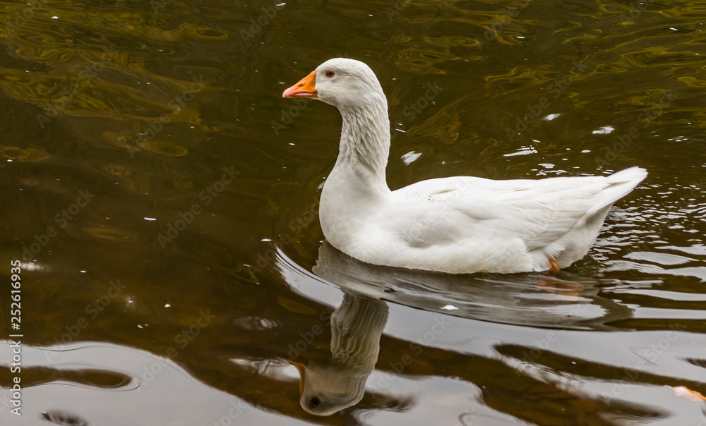 Duck at Parz Lake, Dilijan, Armenia Duck at Parz Lake, Dilijan, Armenia