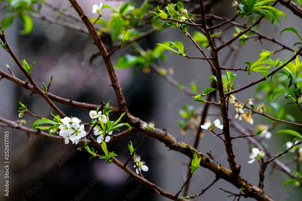 In the early spring after the winter, the plum blossoms in Taiwan are blooming, and the white plum blossoms are elegant and clean. In the early spring after the winter, the plum blossoms in Taiwan are blooming, and the white plum blossoms are elegant and clean.