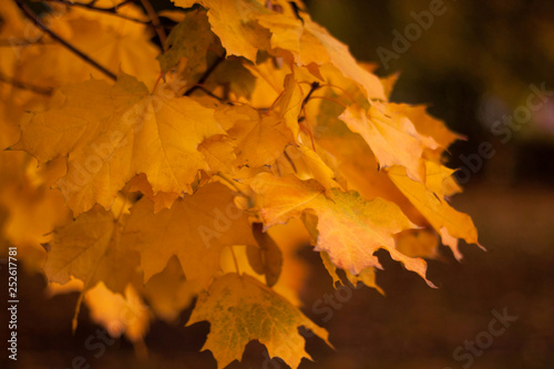 Yellow maple leaves in autumn park in Moscow