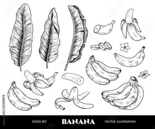 Vector banana hand drawn sketch.  Sketch vector food illustration. Vintage style