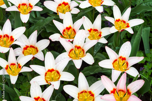 Tulipa of the Kaufmannanian-Greigii Heart s Delight  species