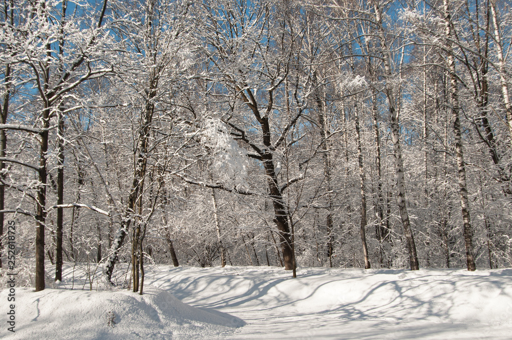 Fototapeta premium Winter landscape with a park
