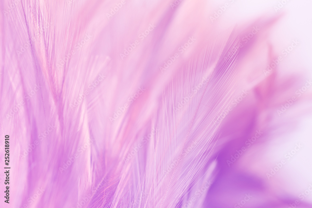 Pastel colored of chicken feathers in soft and blur style for the background Pastel colored of chicken feathers in soft and blur style for the background