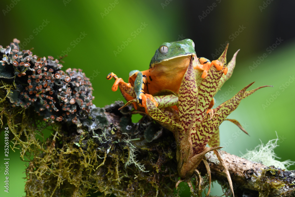 Obraz premium Splendid leaf frog