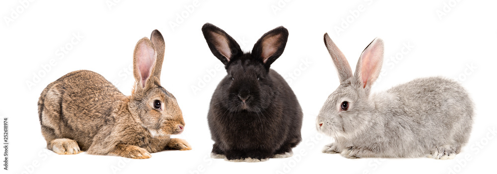 Poster Three rabbits together isolated on white background – Wall Art ...