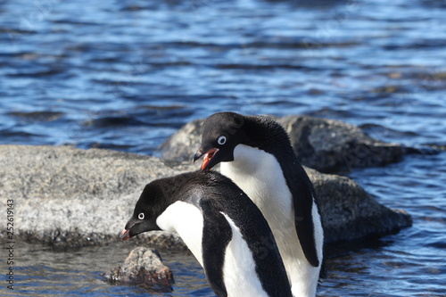 a pair of gentoo penguins