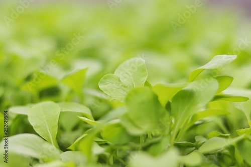 Closeup green leaf on blurred green background in garden with copy space for text and background