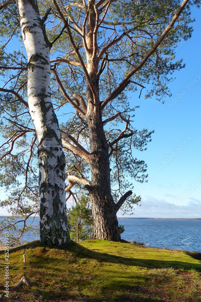 Fototapeta premium Nature