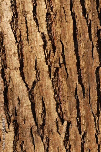 wooden texture background