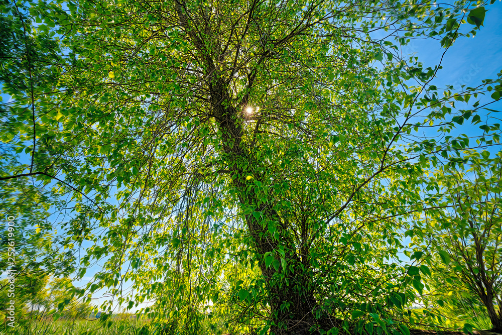 the sun behind a tree with spring leaves the sun behind a tree with spring leaves