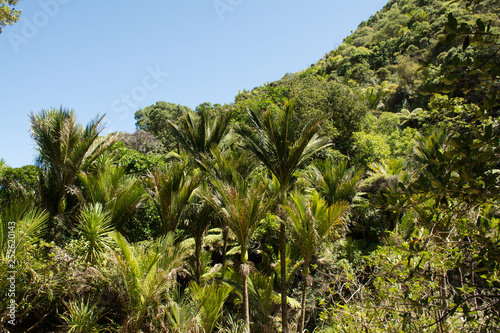 Wallpaper Mural Palm forest under the deep blue sky of the wilderness of New Zealand Torontodigital.ca