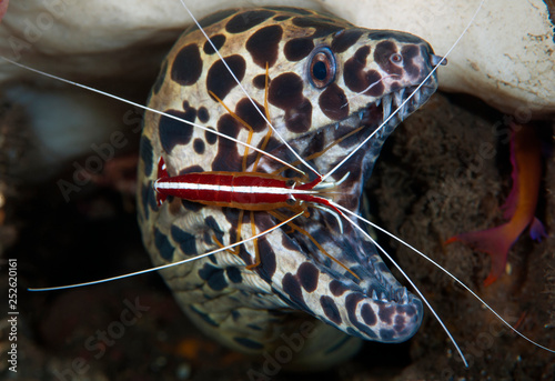 Incredible underwater world - moray at the 