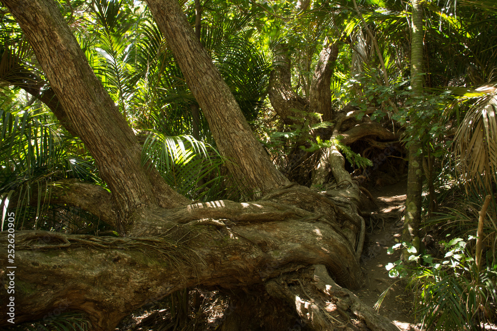 Old and branched tree in the thicket of the wild New Zealand forests