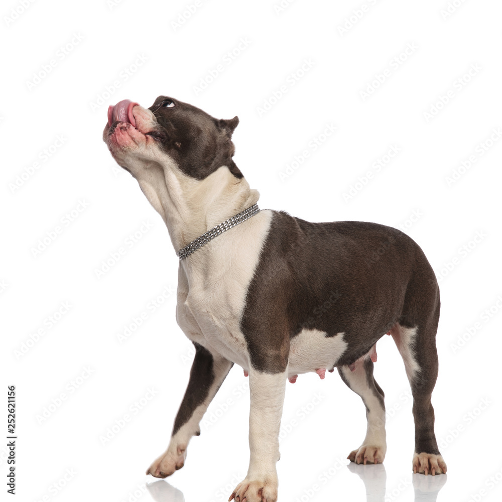 eager american bully licks nose and looks up to side
