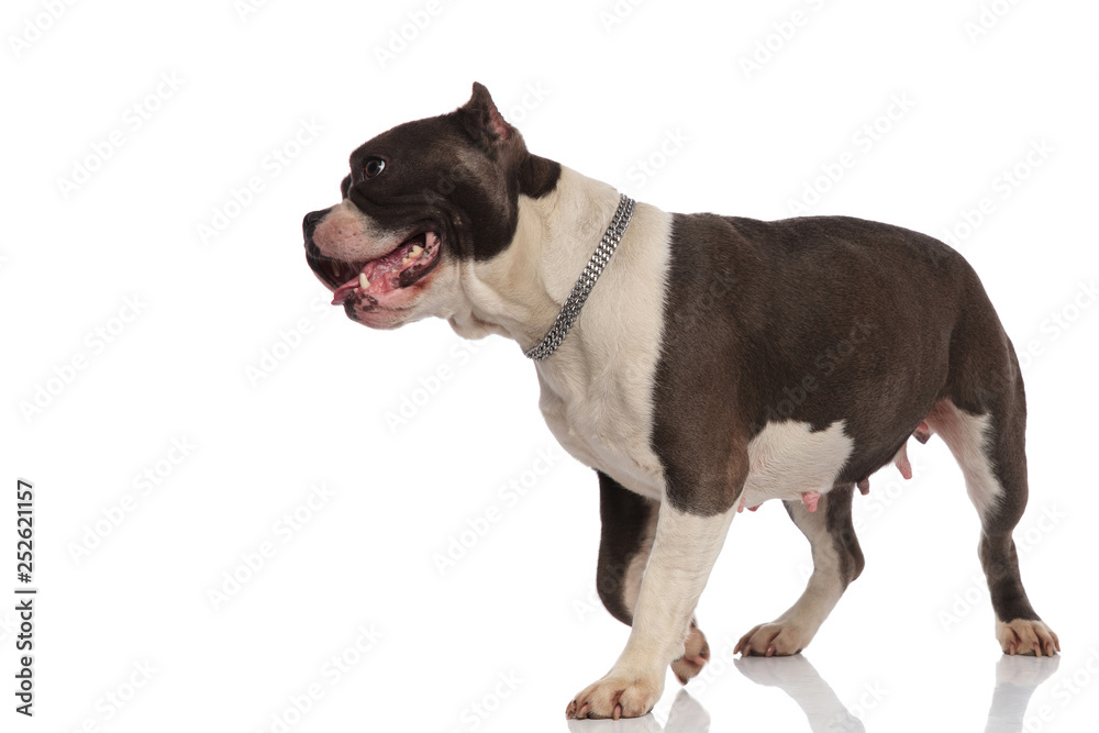 side view of panting american bully stepping