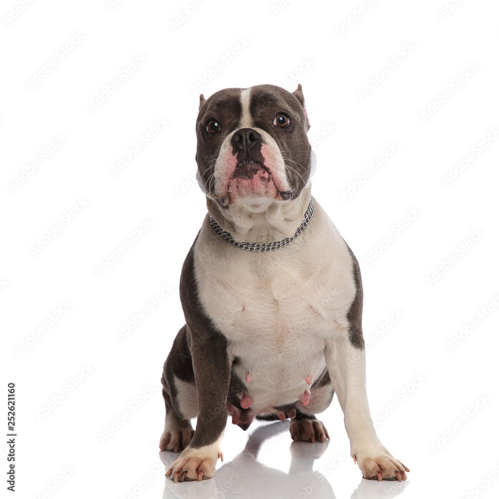 cute grey and white american bully lying and stretching