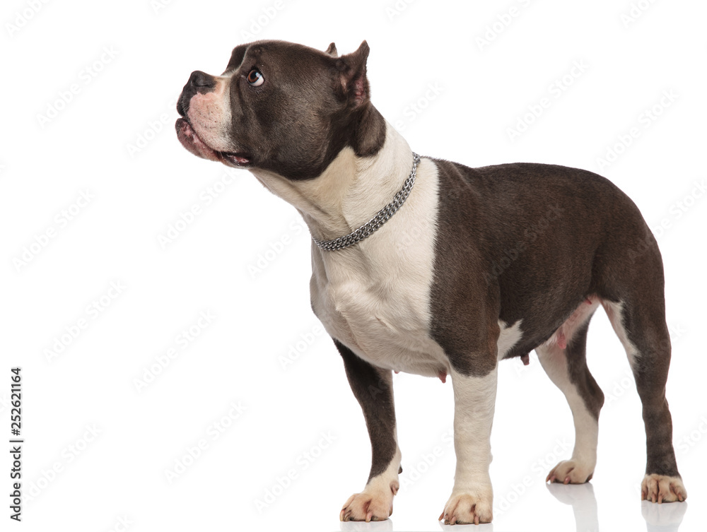 curious american bully stands and looks to side