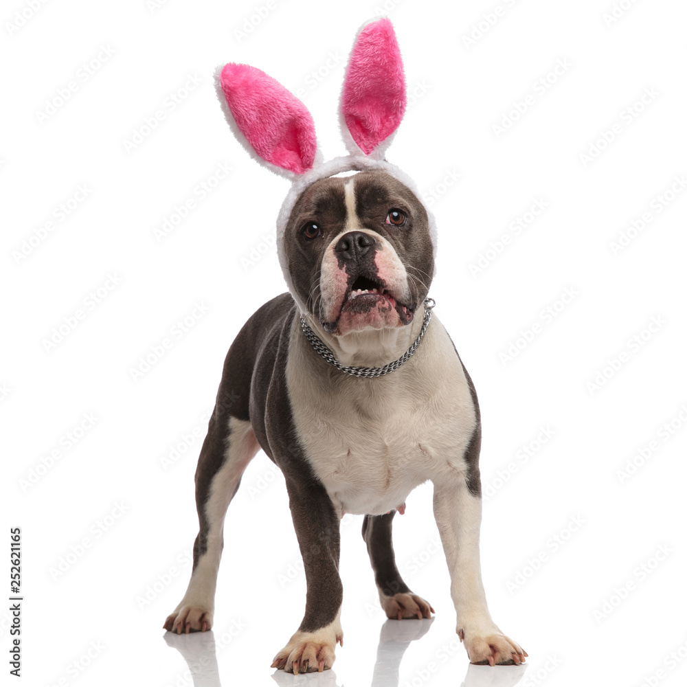 scared american bully dressed as easter bunny looks to side