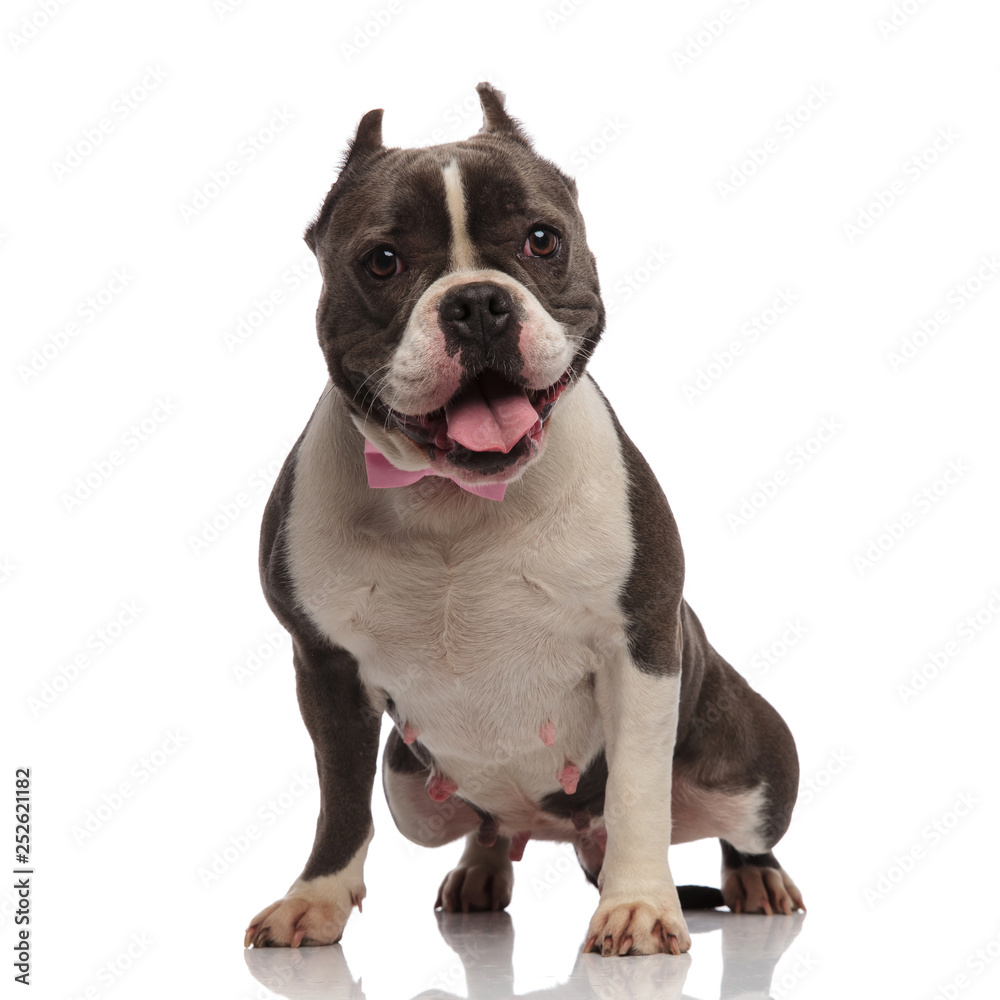 classy american bully pants while standing