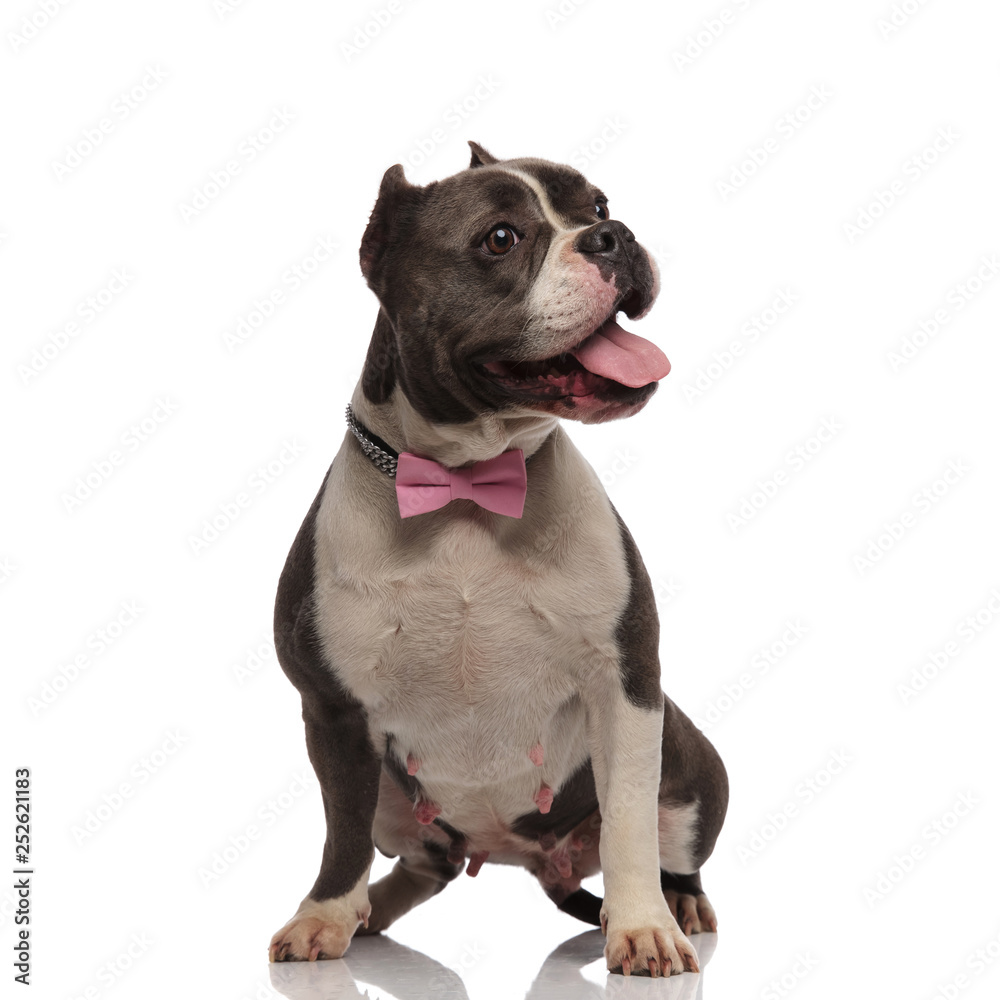 adorable panting american bully with pink bowtie looks to side