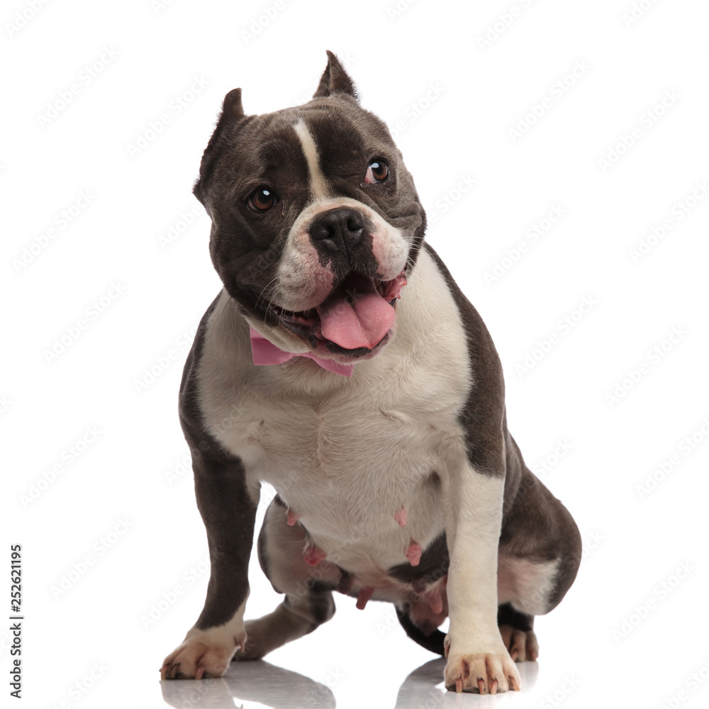 gentleman american bully pants while standing and looks to side