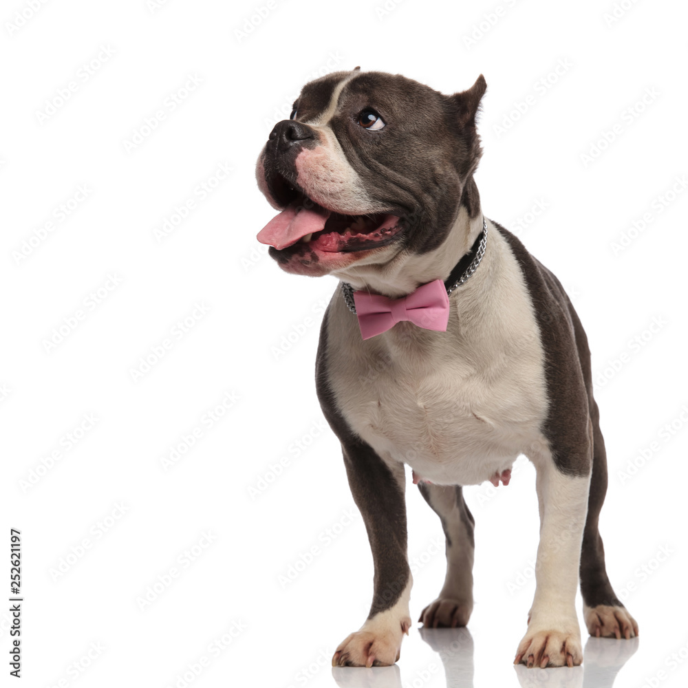 curious american bully wears pink bowtie and looks to side