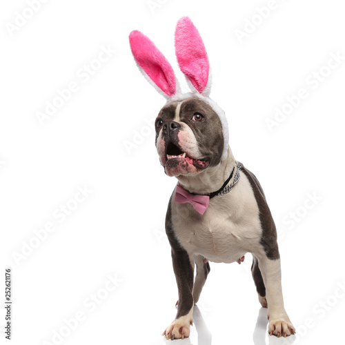 surprised elegant american bully with rabbit ears looks to side