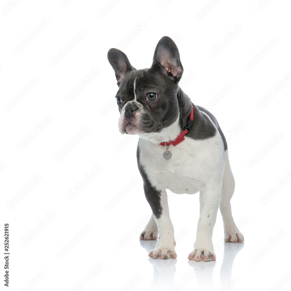french bulldog with red dog collar