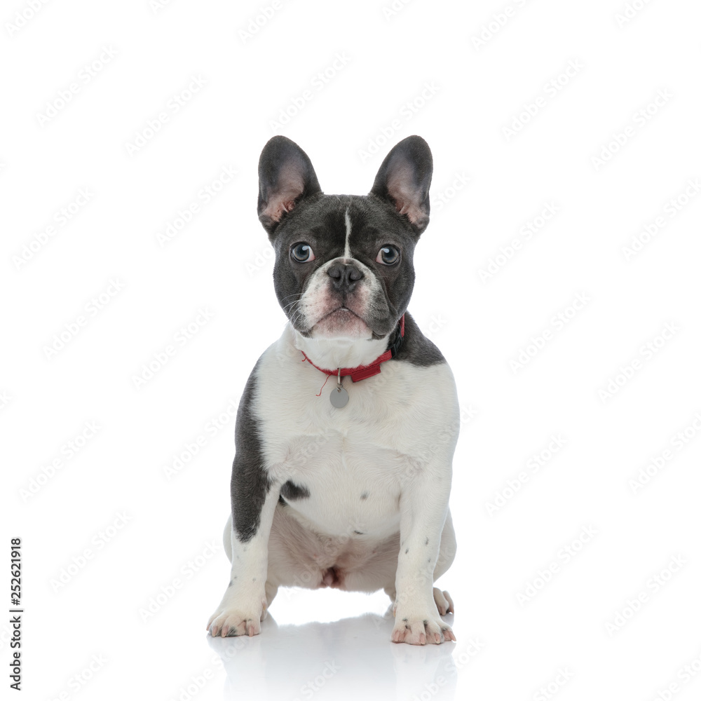 french bulldog puppy with red dog collar sitting