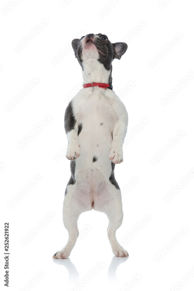 french bulldog standing on back legs