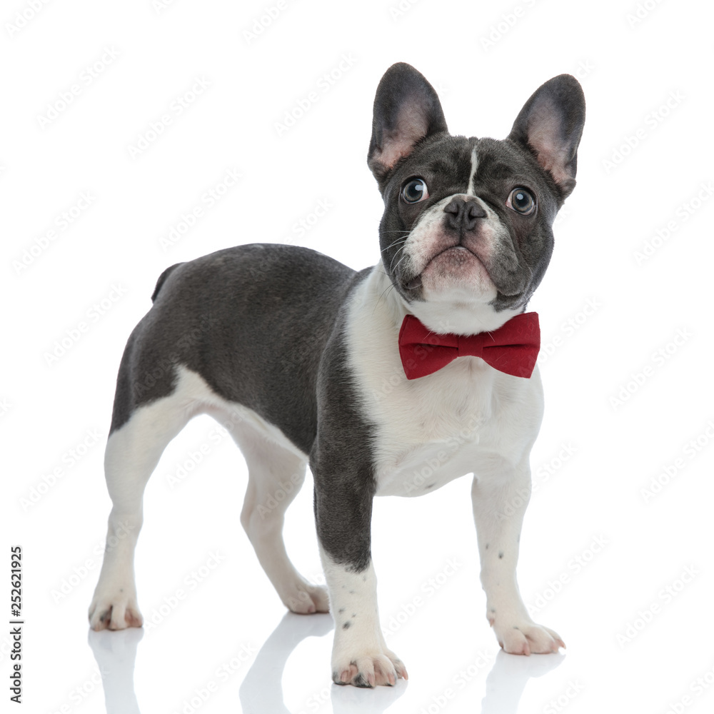french bulldog with red bowtie looking away
