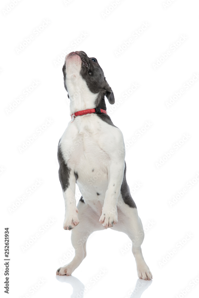 french bulldog standing on back legs