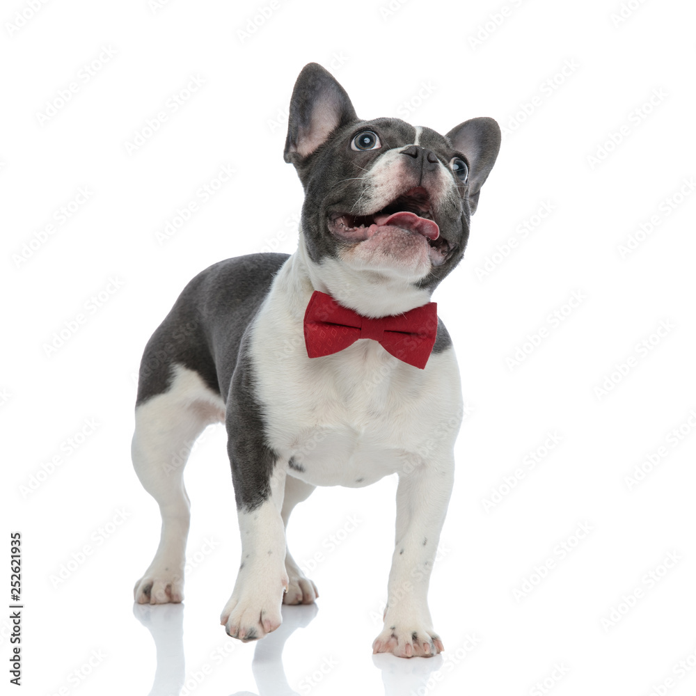 french bulldog puppy with red bowtie looking away curious