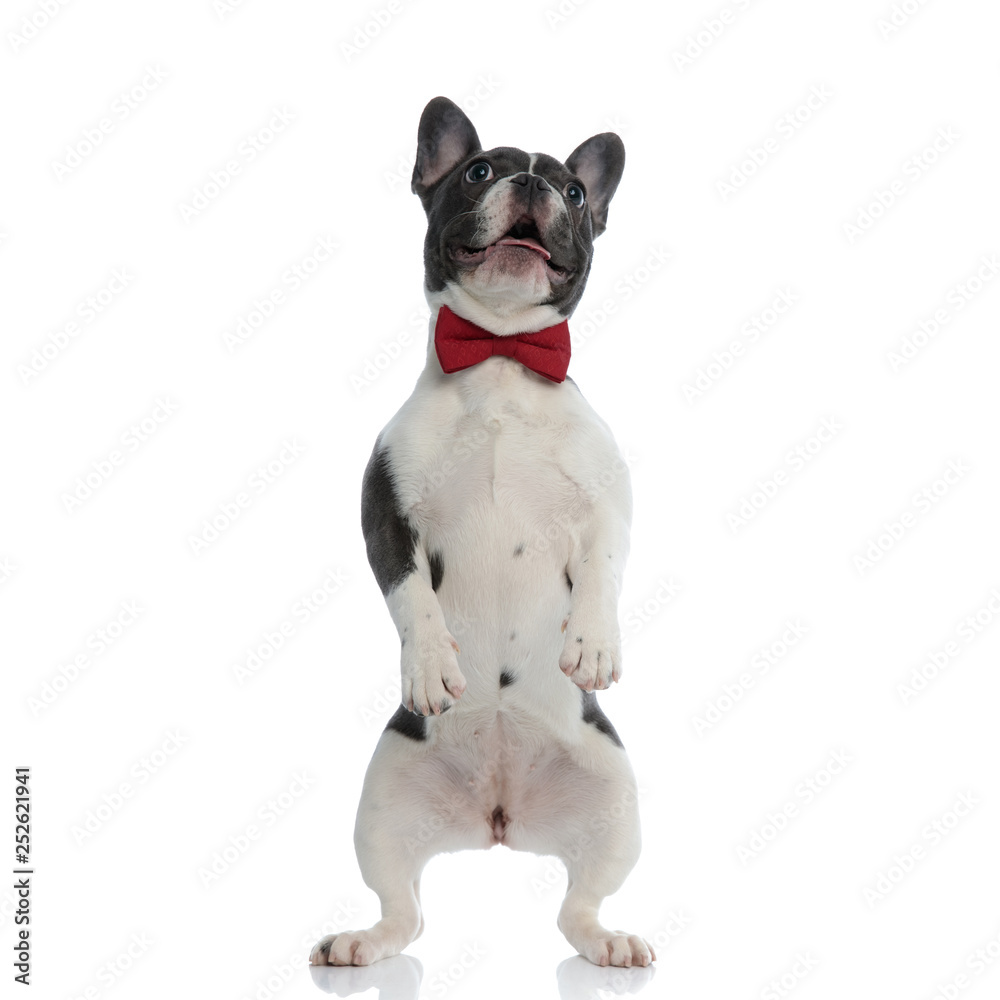 french bulldog puppy with red bowtie standing on rear legs