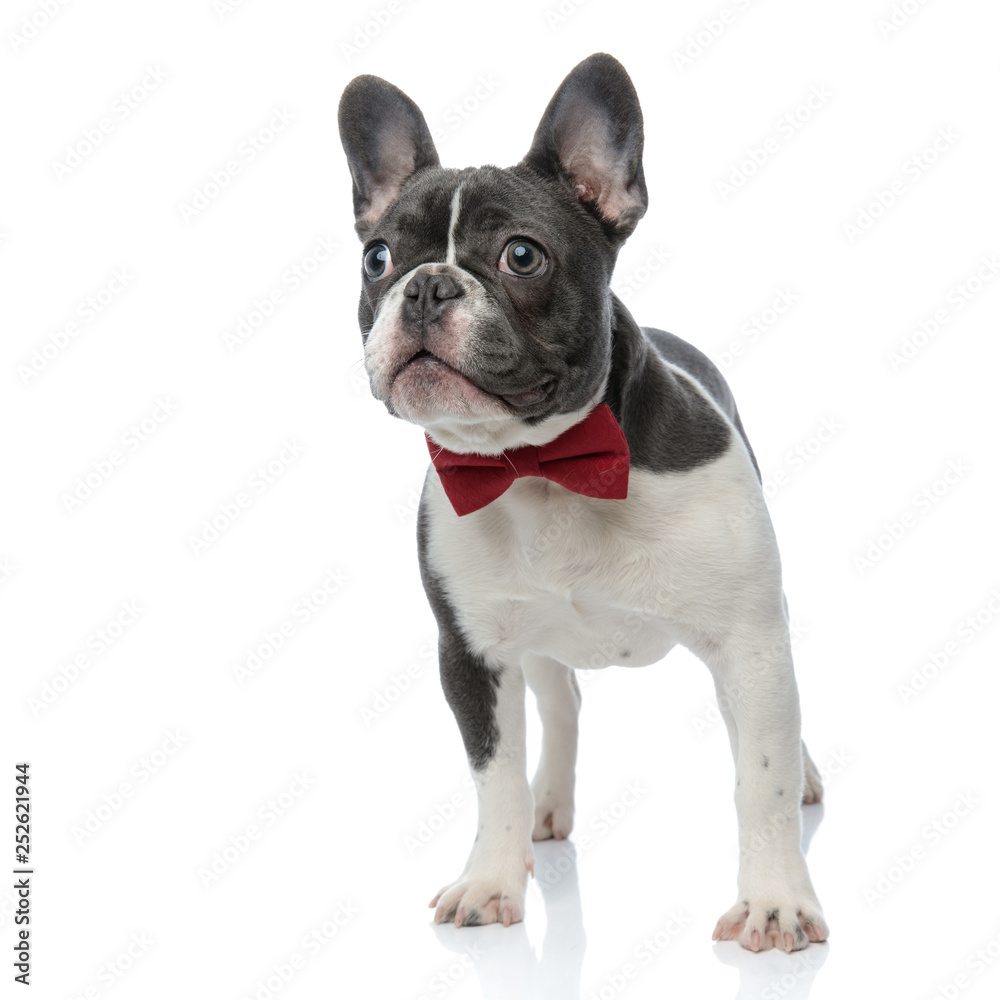 french bulldog with red bowtie looking curious