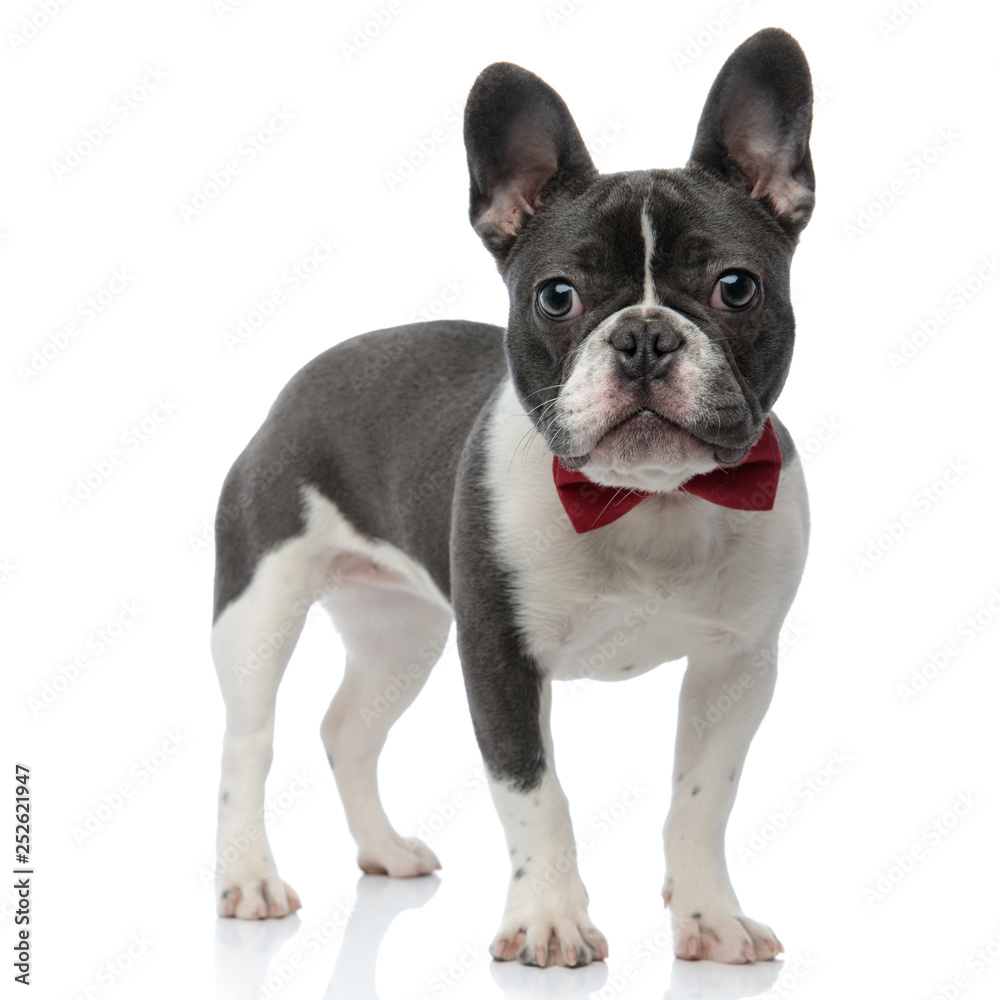 french bulldog with red bowtie standing
