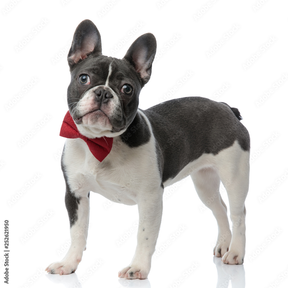 french bulldog puppy with red bowtie