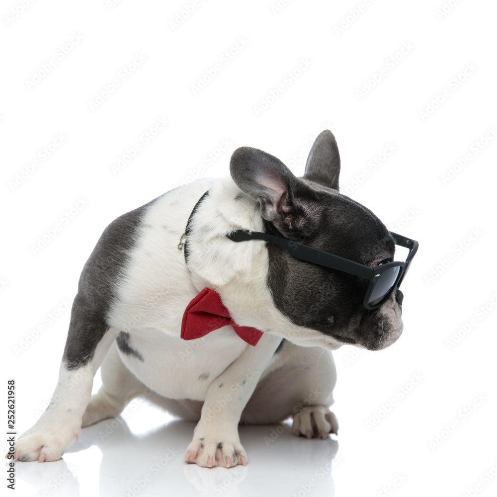french bulldog with red bowtie and black sunglasses looking away