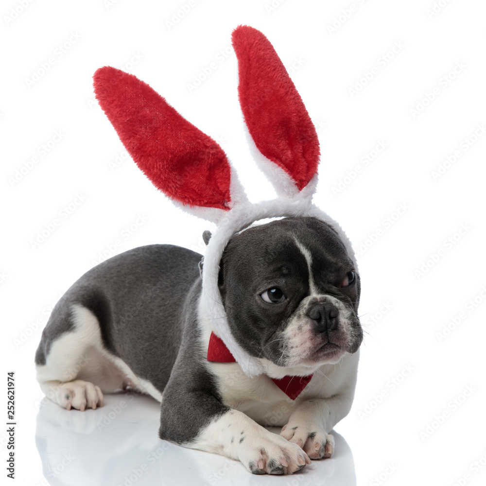 french bulldog wearing a red bowtie and red rabbit ears