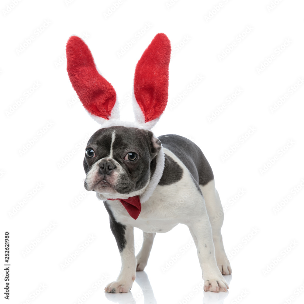 french bulldog with bunny ears and red bowtie